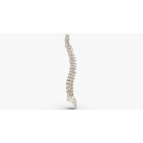 Real Human Spine Bones Anatomy White 01 3D model